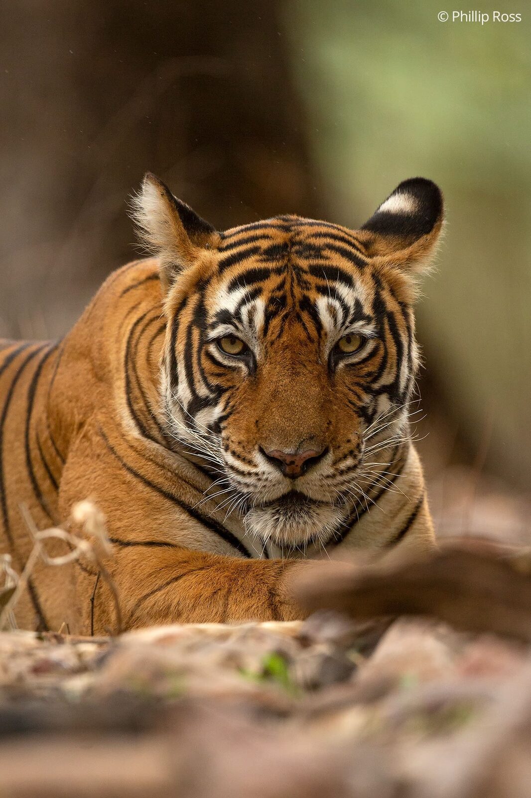 Tiger (Panthera tigris) in Ranthambore on a Wildlife Photography Tour
