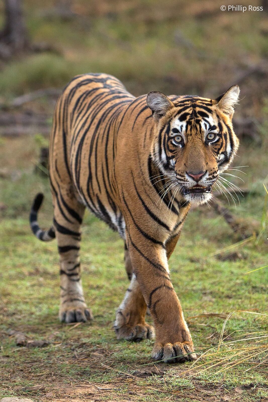Tiger (Panthera tigris) in Ranthambore on a Wildlife Photography Tour
