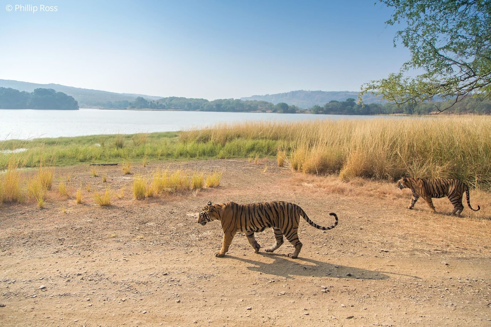 Tigers (Panthera tigris) in Ranthambore on a Wildlife Photography Tour