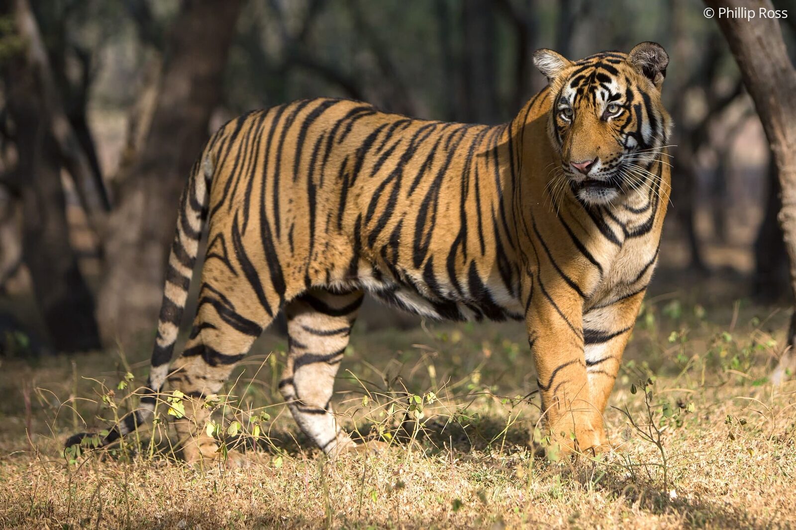 Tiger (Panthera tigris) in Ranthambore on a Wildlife Photography Tour