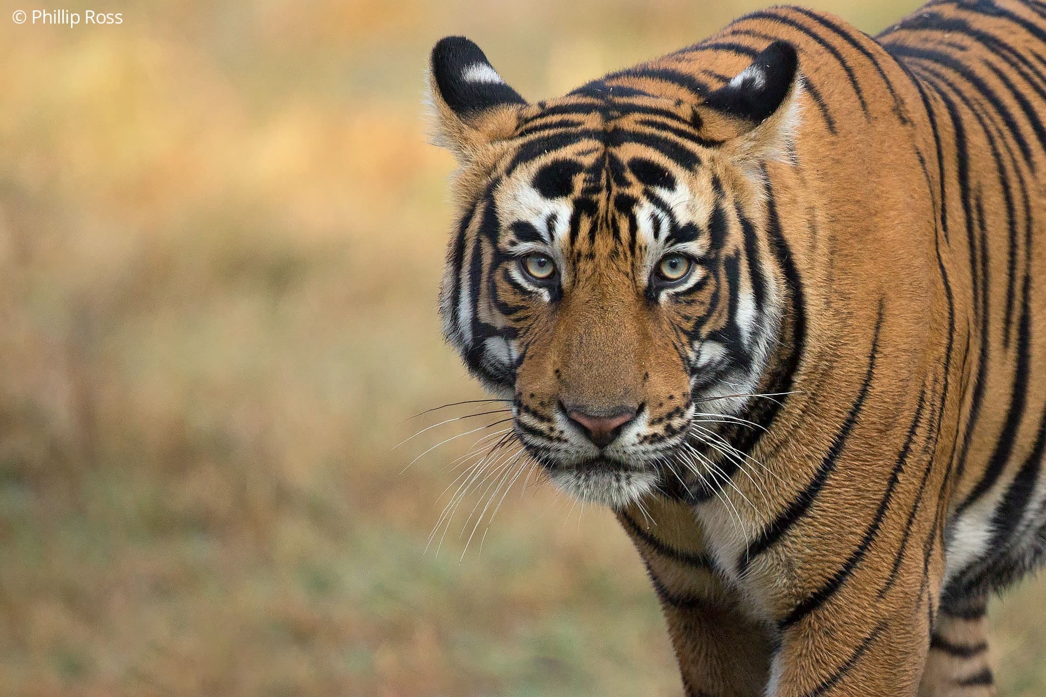 A tiger (Panthera tigris) walking toward the camera through dry grass in Ranthambhore Tiger Reserve