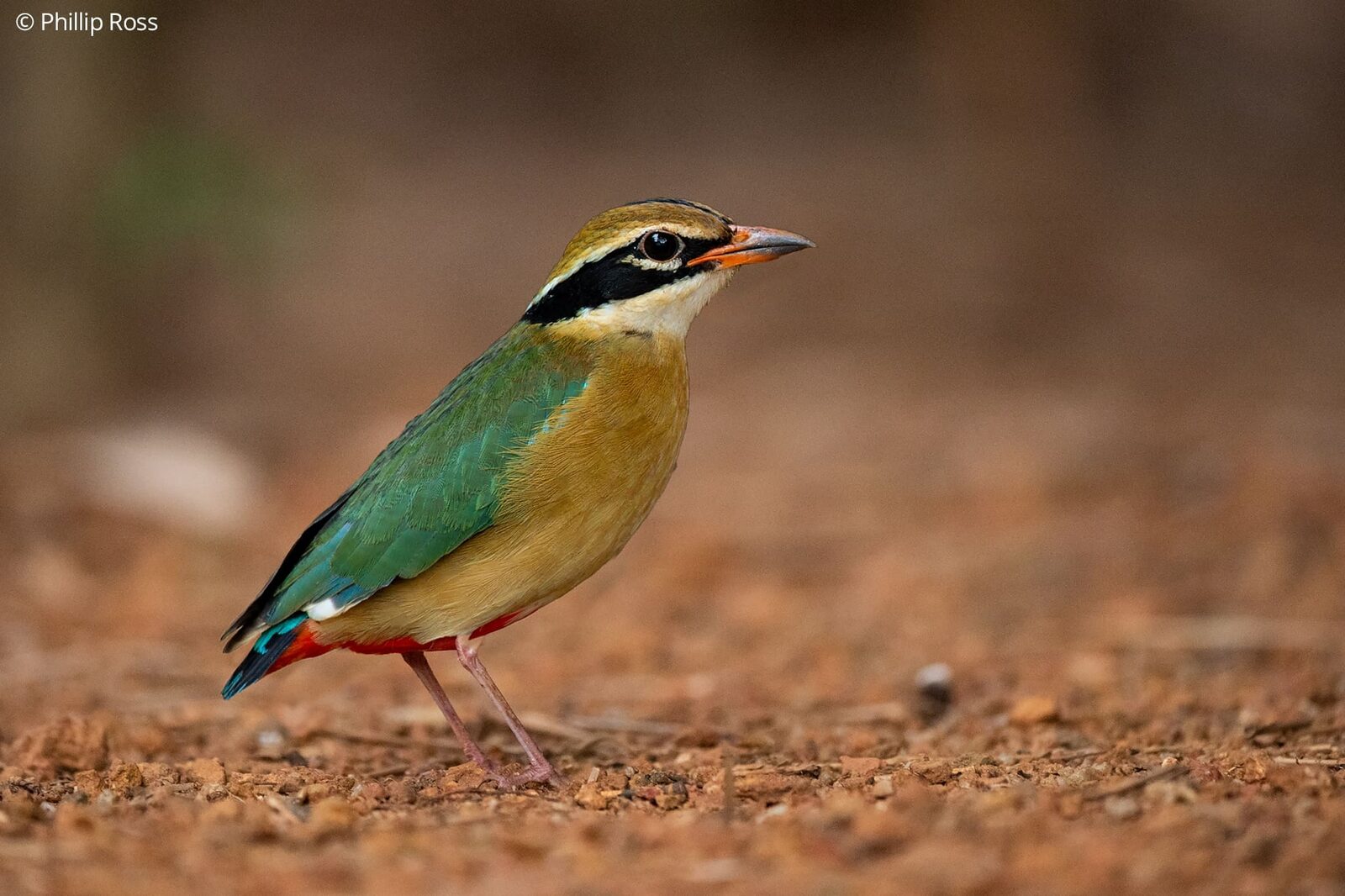 An Indian Pitta (Pitta brachyura) on the forest floor