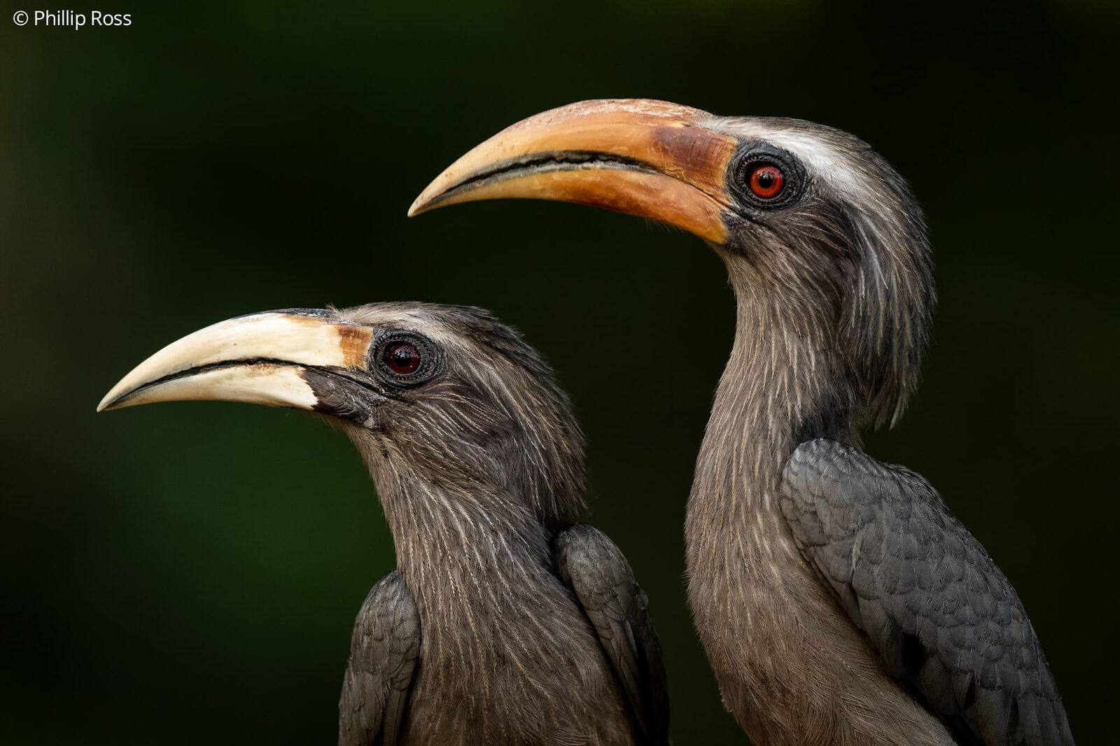 A pair of Malabar Grey Hornbills (Ocyceros griseus)