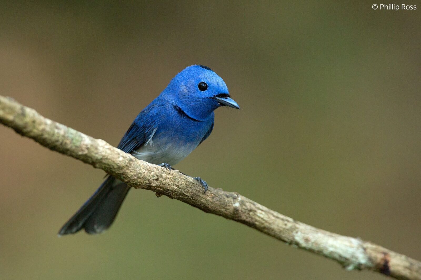 Black-naped Monarch (Hypothymis azurea) in Thattekad on a Bird Photography Tour