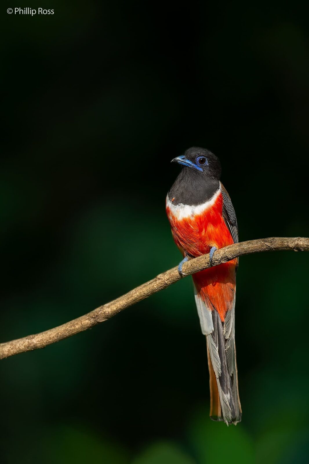 A Malabar Trogon (Harpactes fasciatus) on a branch