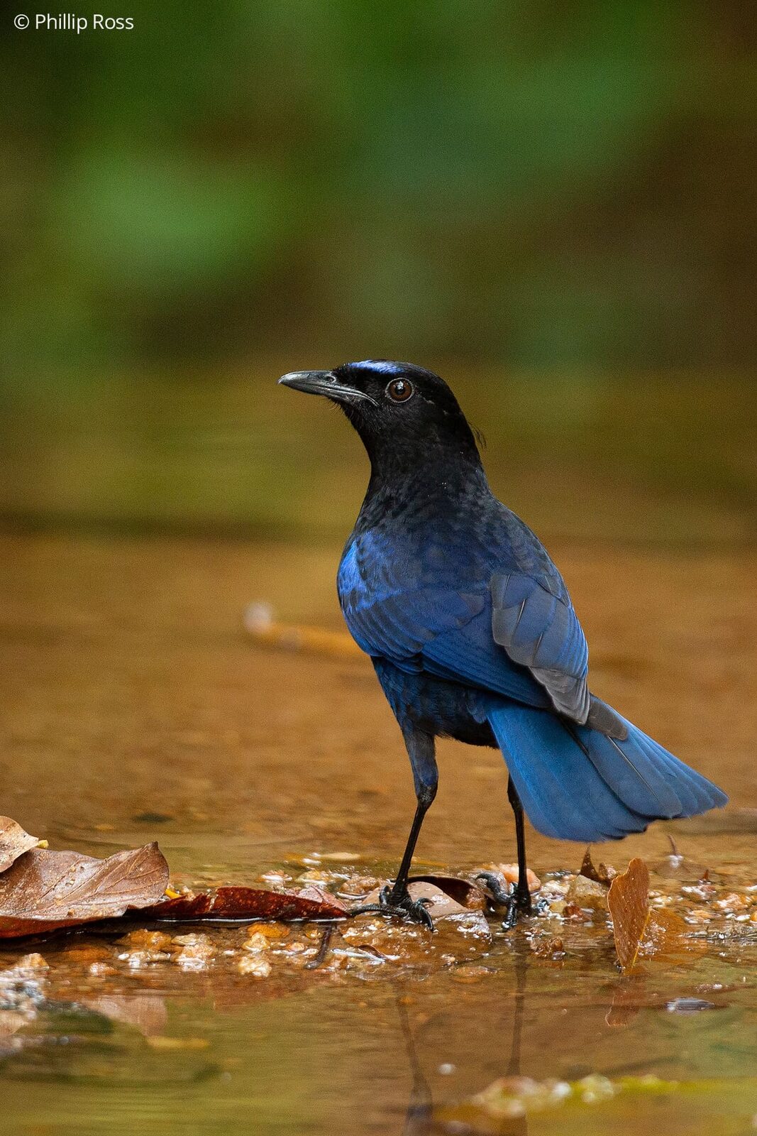 A Malabar Whistling Thrush (Myophonus horsfieldii) at the water