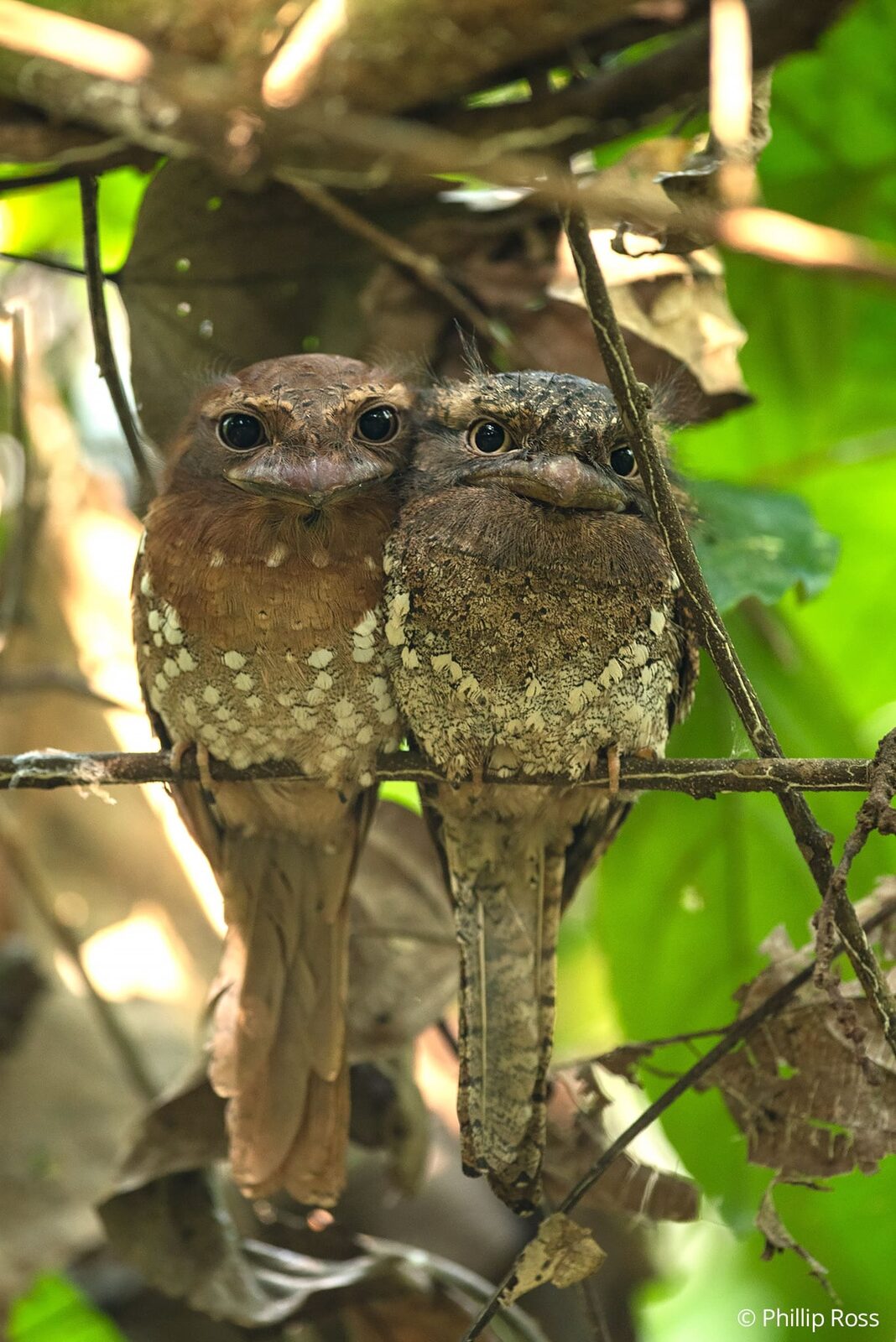 A pair of Sri Lanka Frogmouths (Batrachostomus moniliger)