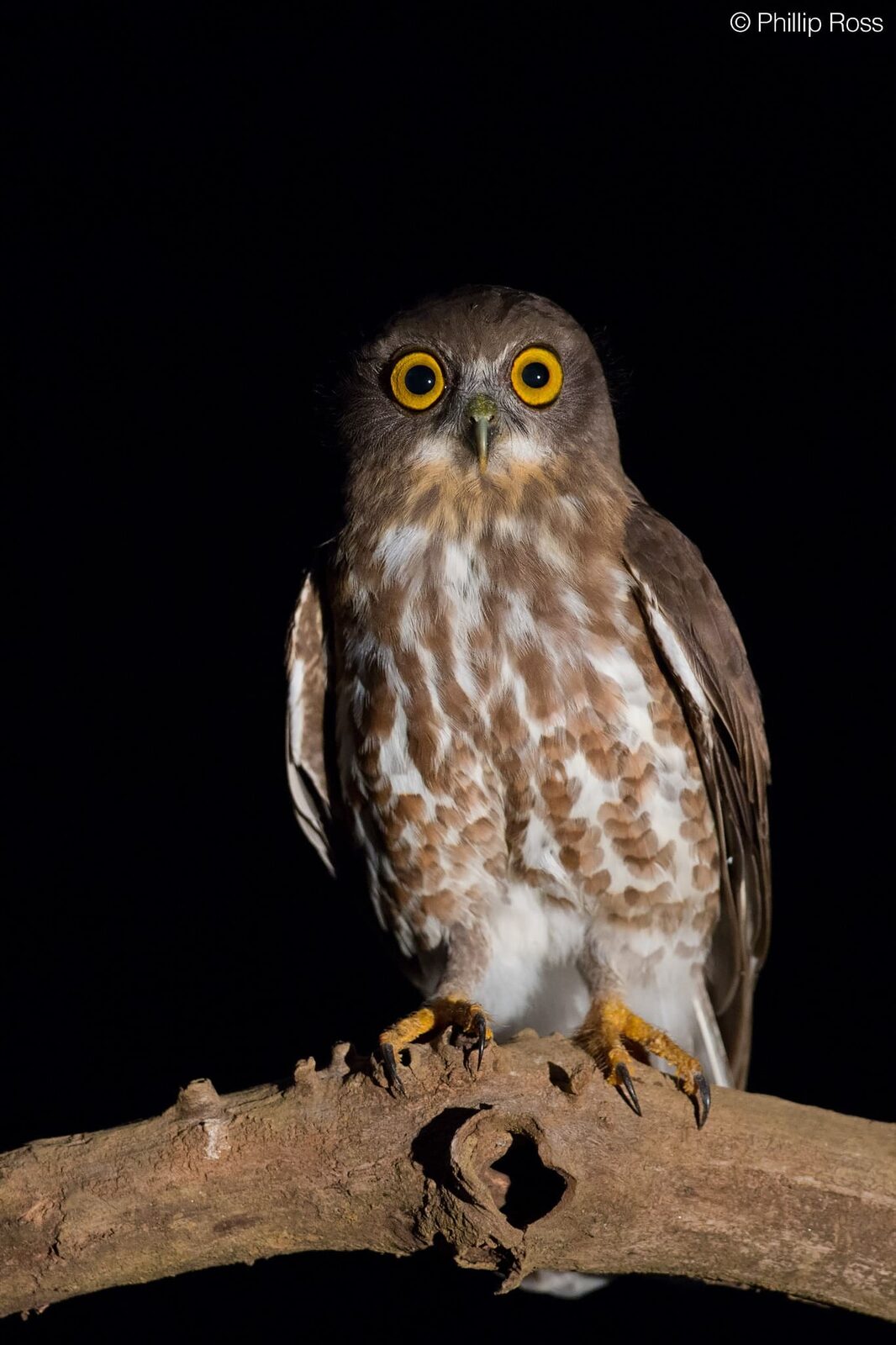 Brown Hawk Owl (Ninox scutulata) in Thattekad on a Bird Photography Tour