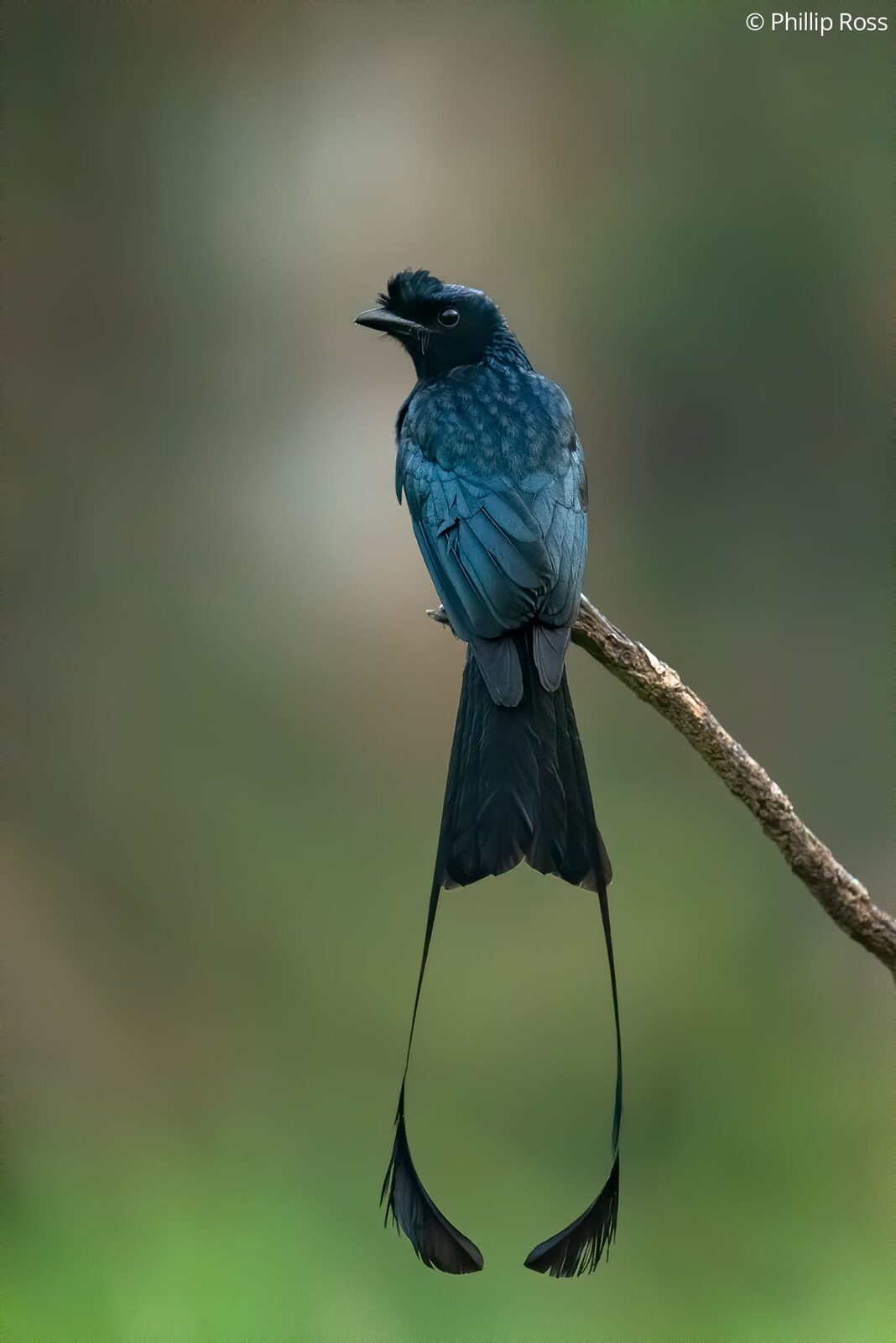 A Greater Racket-tailed Drongo (Dicrurus paradiseus)