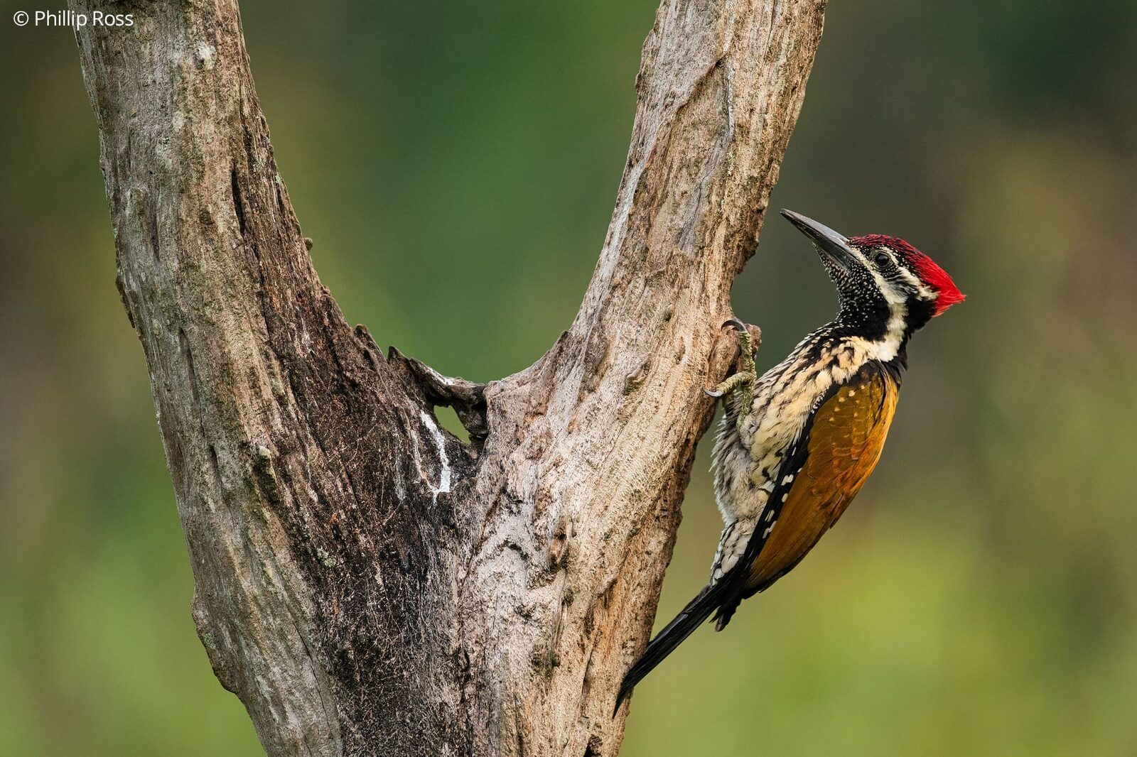 A flameback woodpecker on a trunk