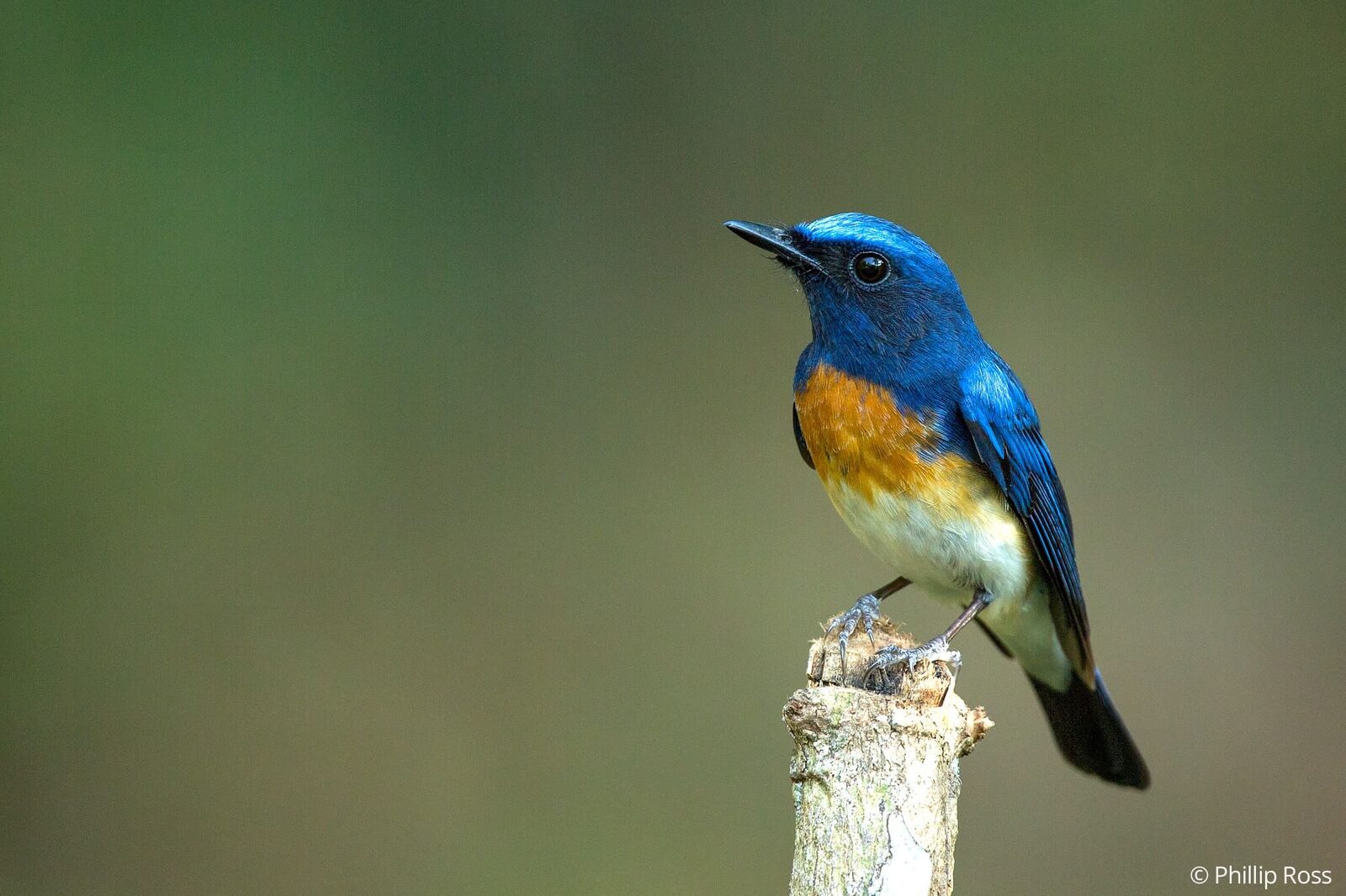 Black-throated Blue Flycatcher in Thattekad on a Bird Photography Tour