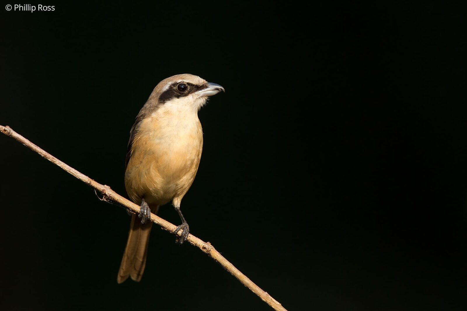 Philippine Shrike (Lanius cristatus lucionensis) in Thattekad on a Bird Photography Tour