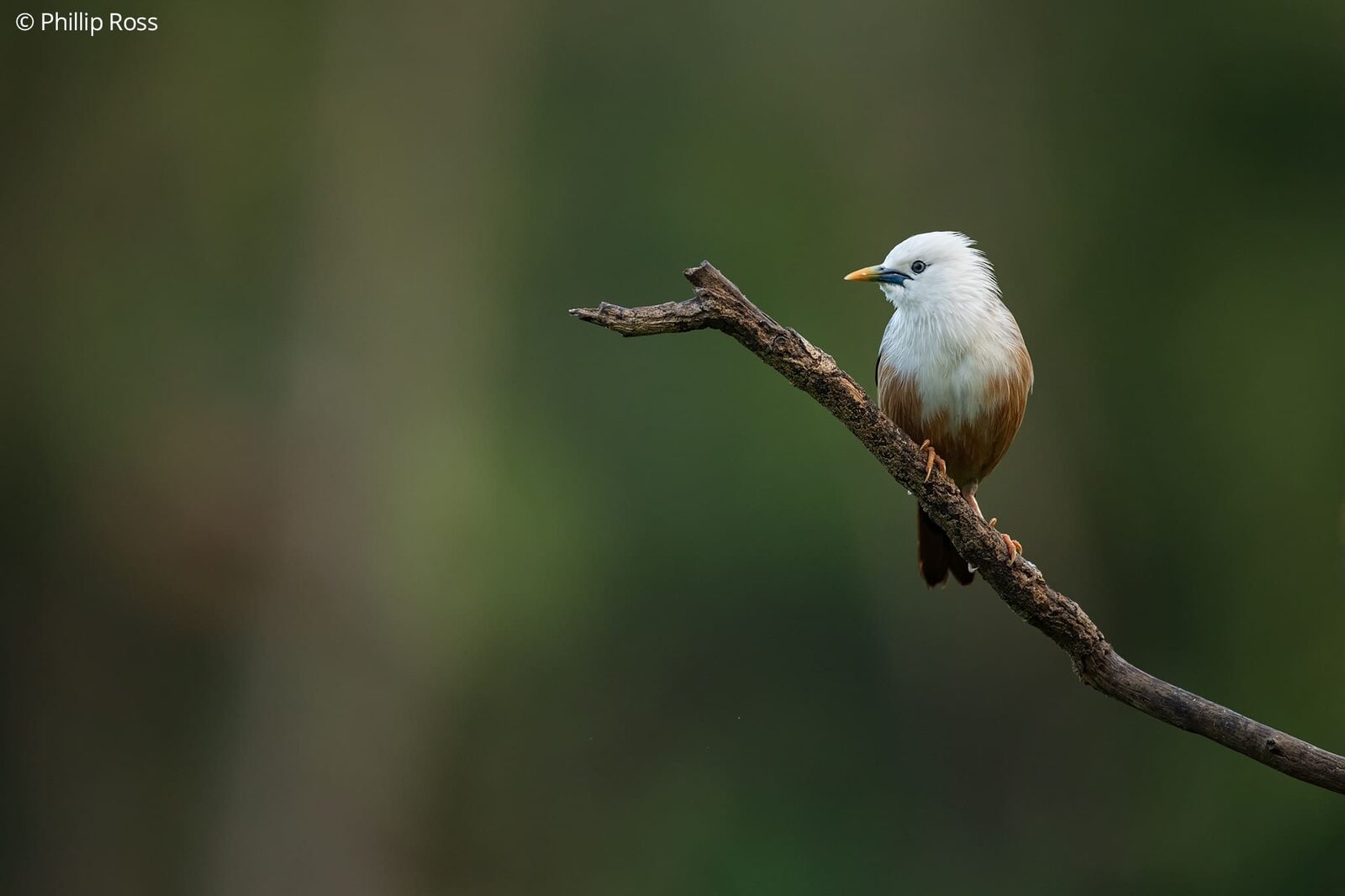 A White-headed Starling