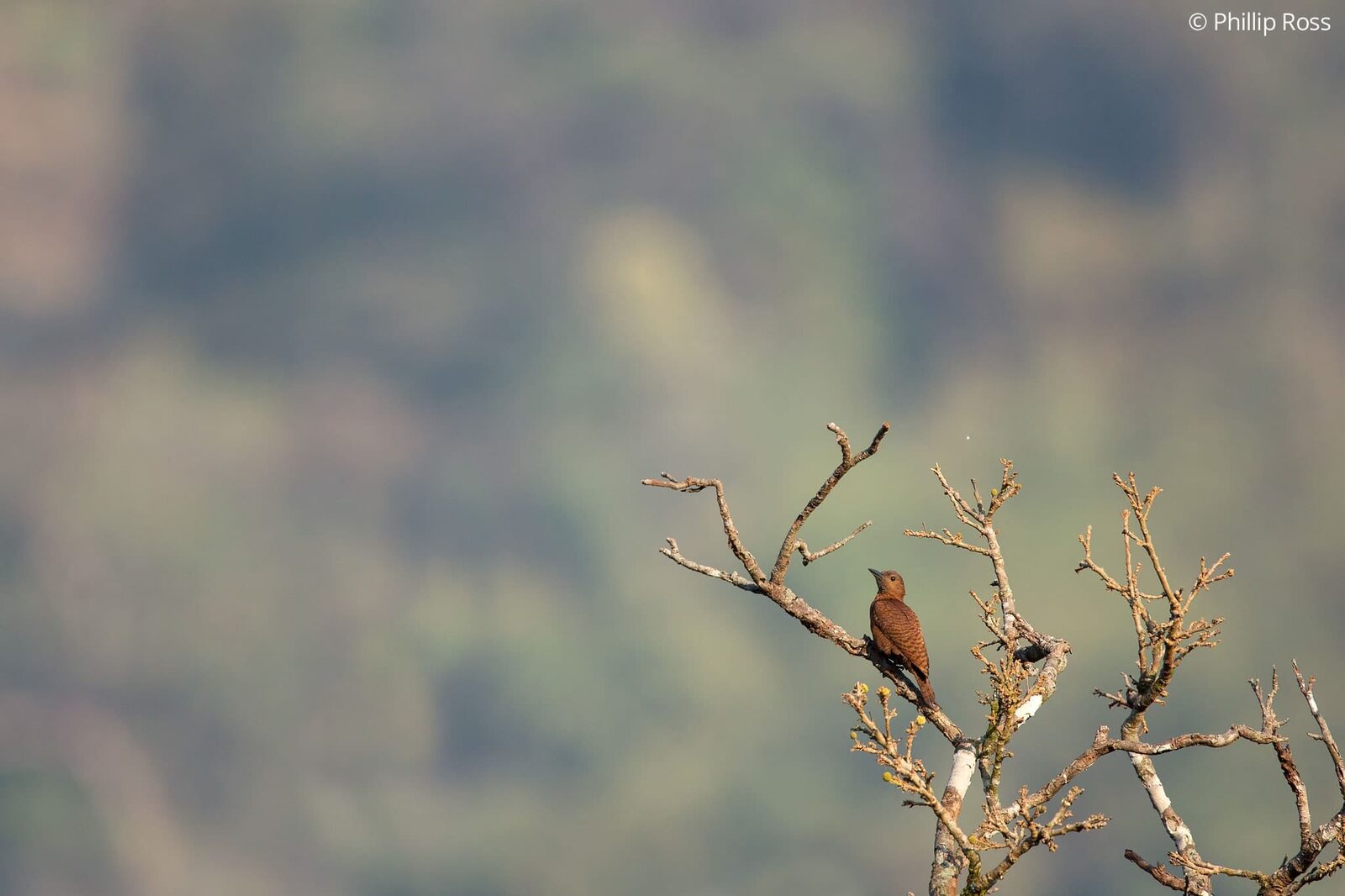 Rufous Woodpecker (Micropternus brachyurus) in Thattekad on a Bird Photography Tour