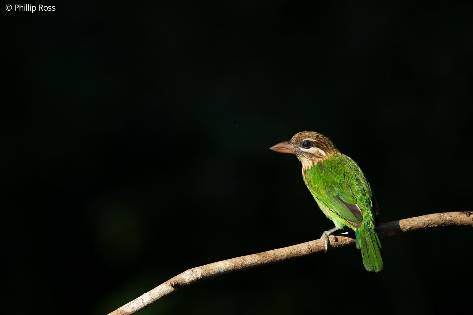 A White-cheeked Barbet (Psilopogon viridis)