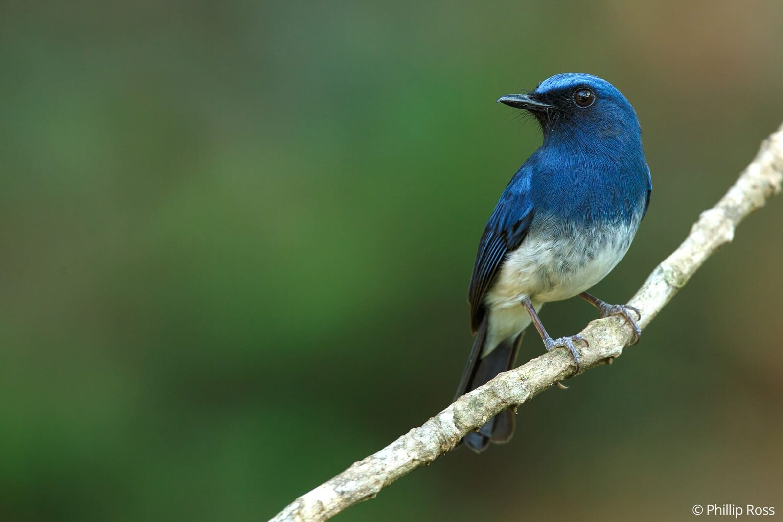 White-bellied Blue Flycatcher (Cyornis pallidipes) in Thattekad on a Bird Photography Tour