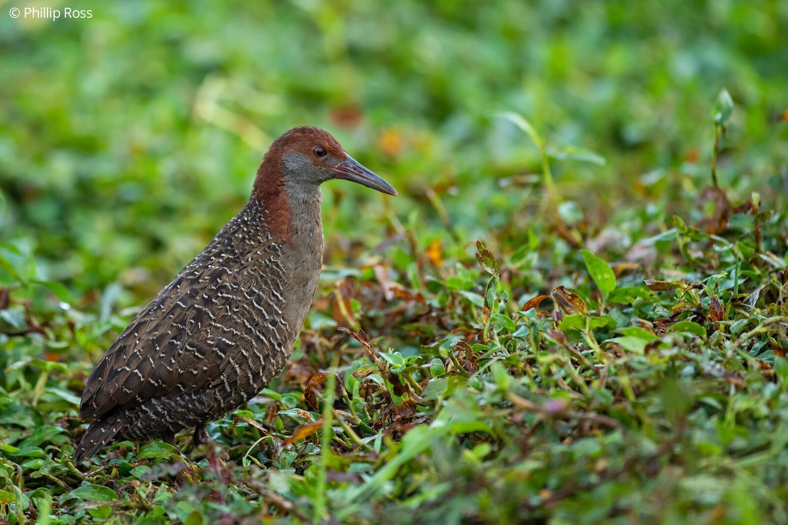 A Slaty-breasted Rail (Lewinia striata) in the grass