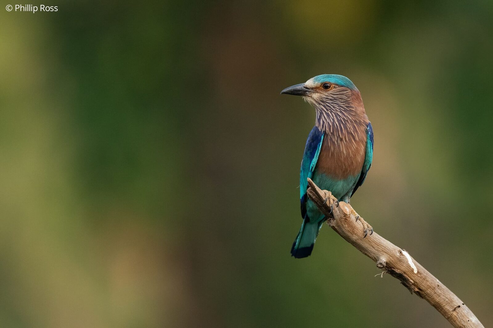 An Indian Roller (Coracias benghalensis) on a branch
