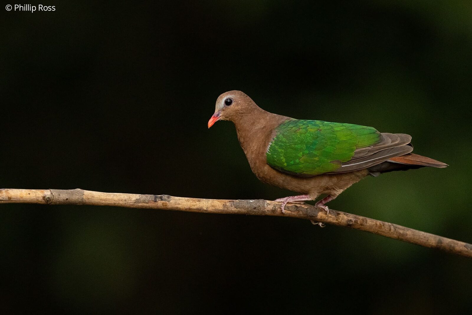 An Emerald Dove (Chalcophaps indica) on a branch