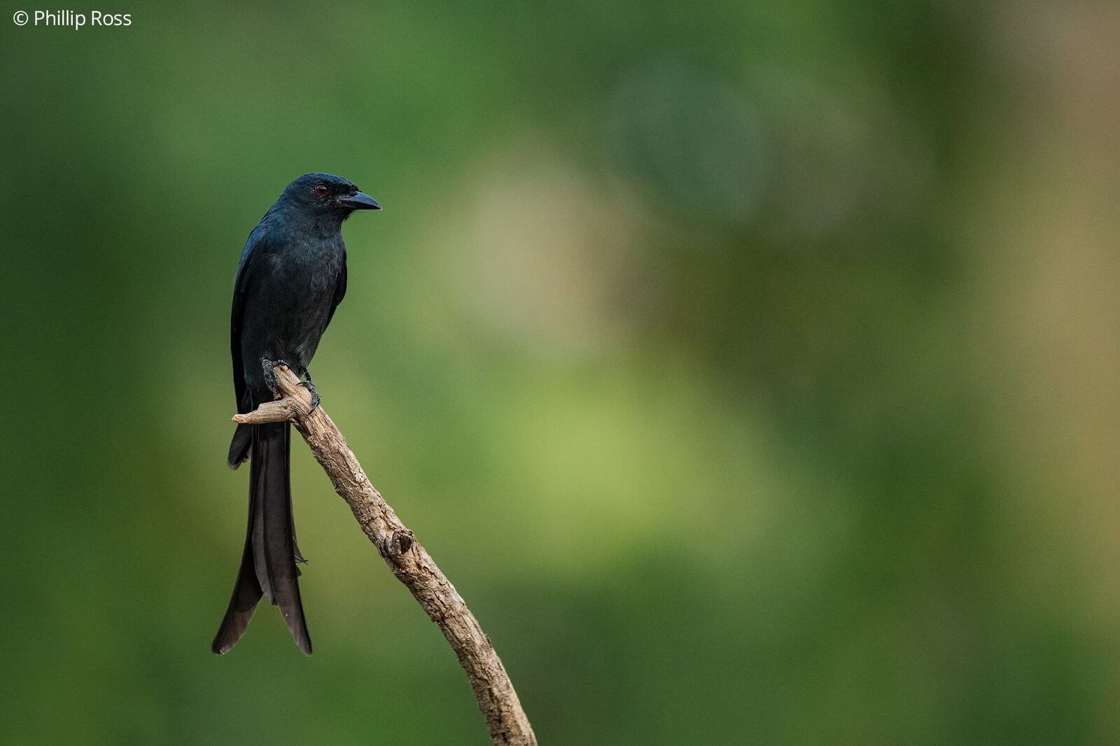 A drongo on a branch