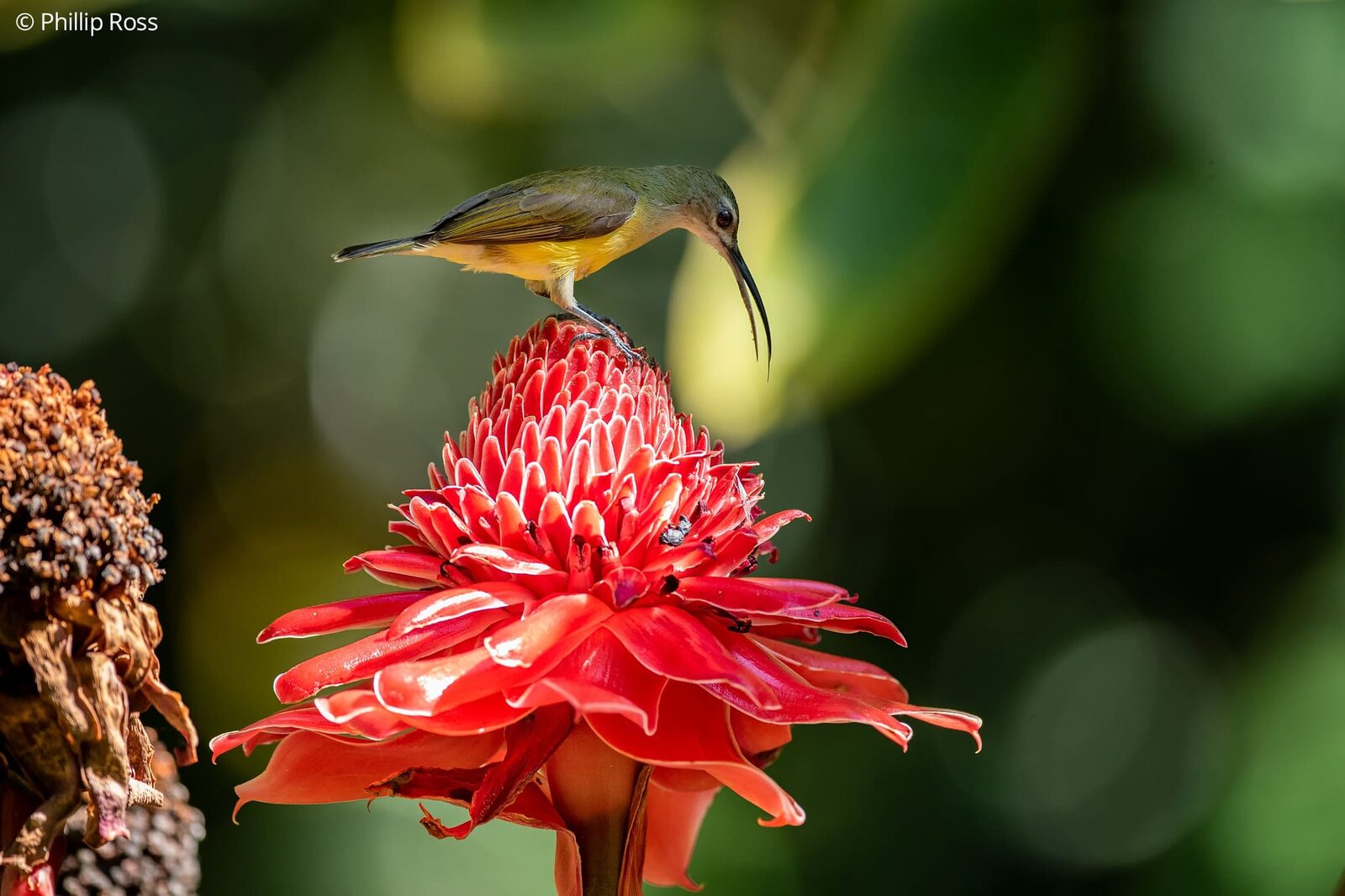A Little Spiderhunter (Arachnothera longirostra) on a torch ginger flower