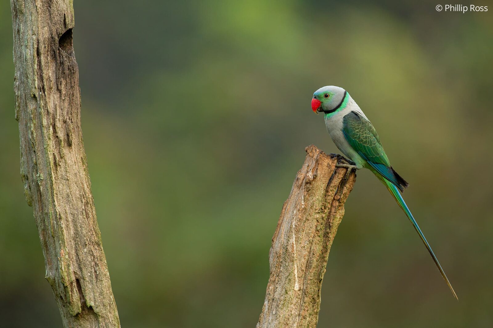 A Malabar Parakeet (Psittacula columboides) on a stump