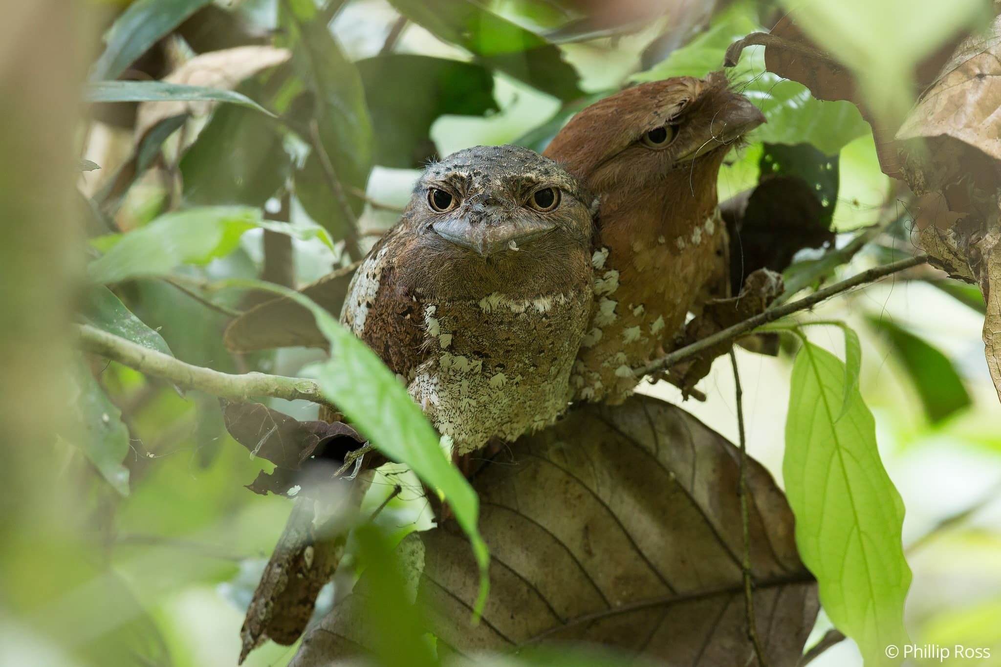 A Sri Lanka Frogmouth (Batrachostomus moniliger) roosting on a low branch in Thattekad Bird Sanctuary