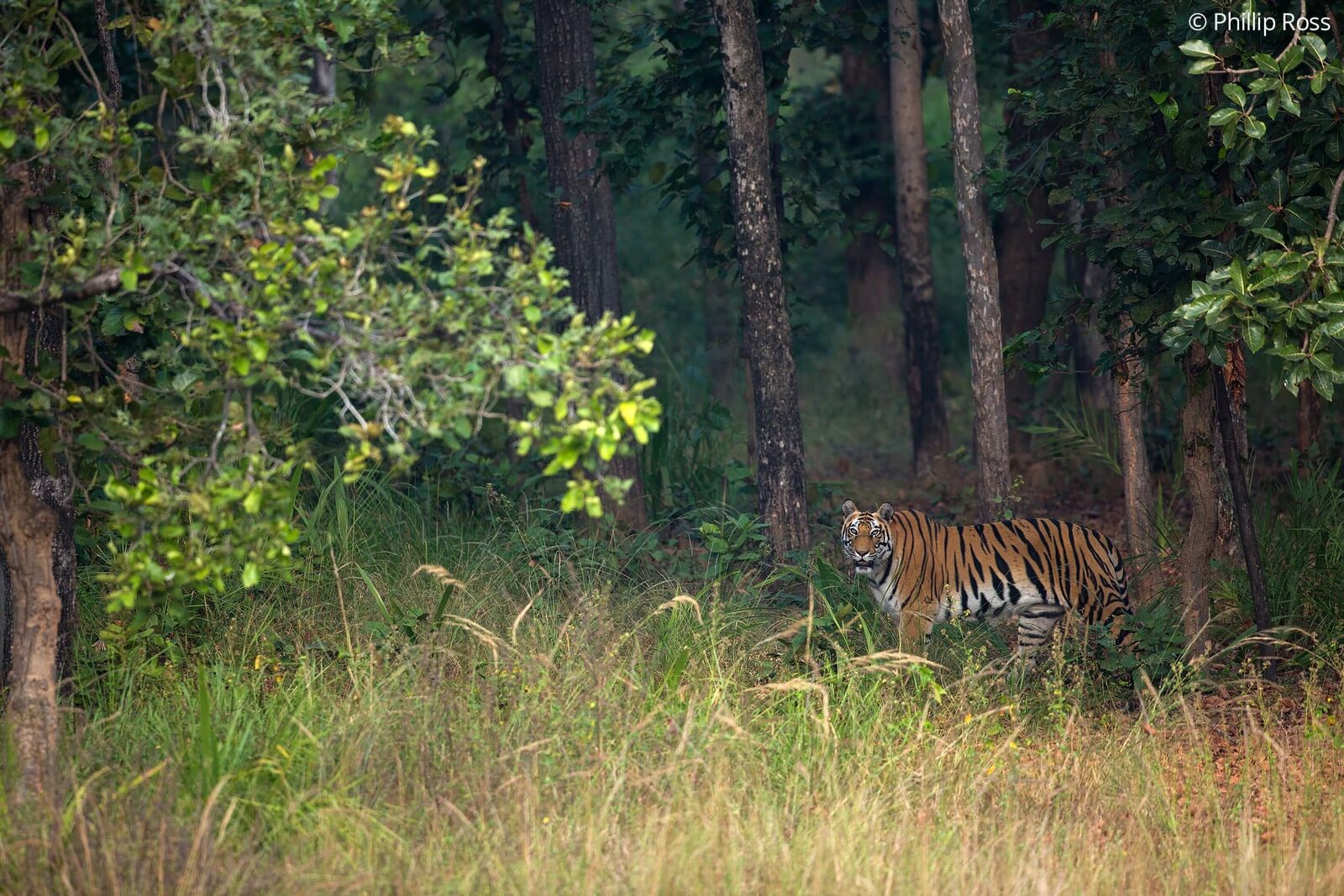 A tiger (Panthera tigris) in Bandhavgarh Tiger Reserve