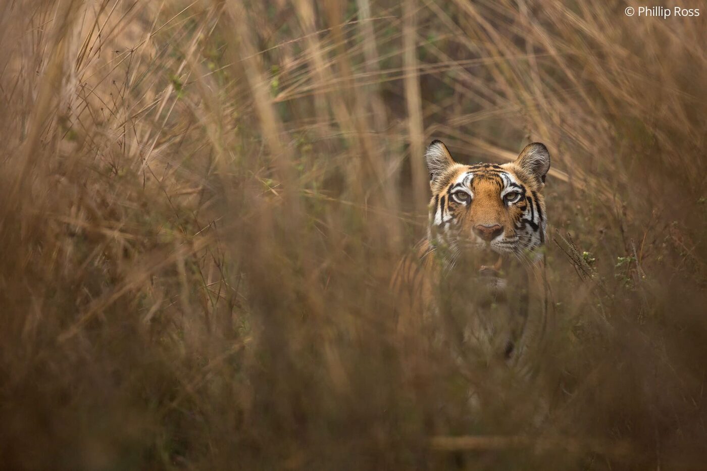 A tiger (Panthera tigris) watching from tall grass in Bandhavgarh