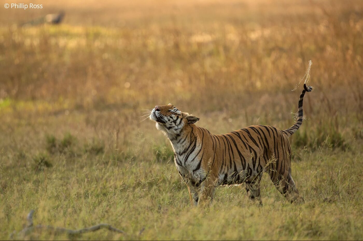 A tiger (Panthera tigris) shaking off water in the grassland