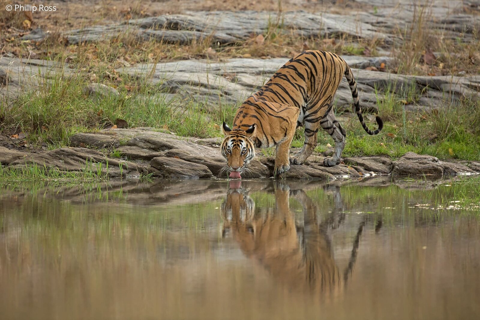 A tiger (Panthera tigris) drinking from a rock pool in Bandhavgarh