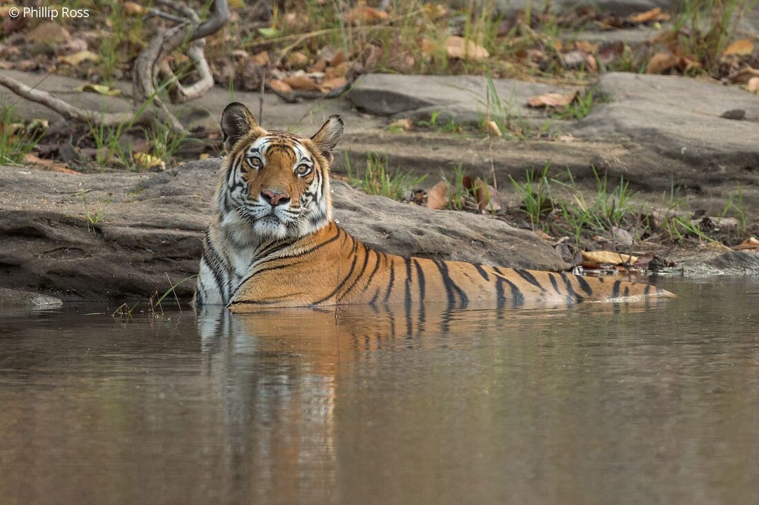 A tiger (Panthera tigris) cooling off in a forest pool in Bandhavgarh