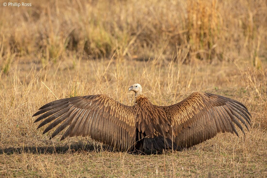 A vulture with its wings spread wide in dry grass at Bandhavgarh