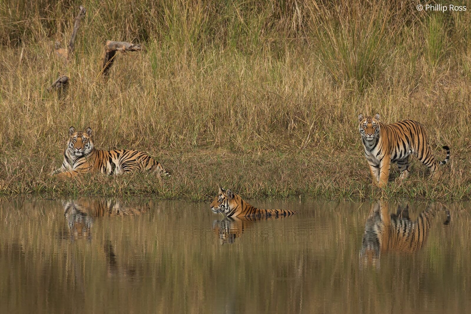 Three tigers (Panthera tigris) at a waterhole in Bandhavgarh Tiger Reserve