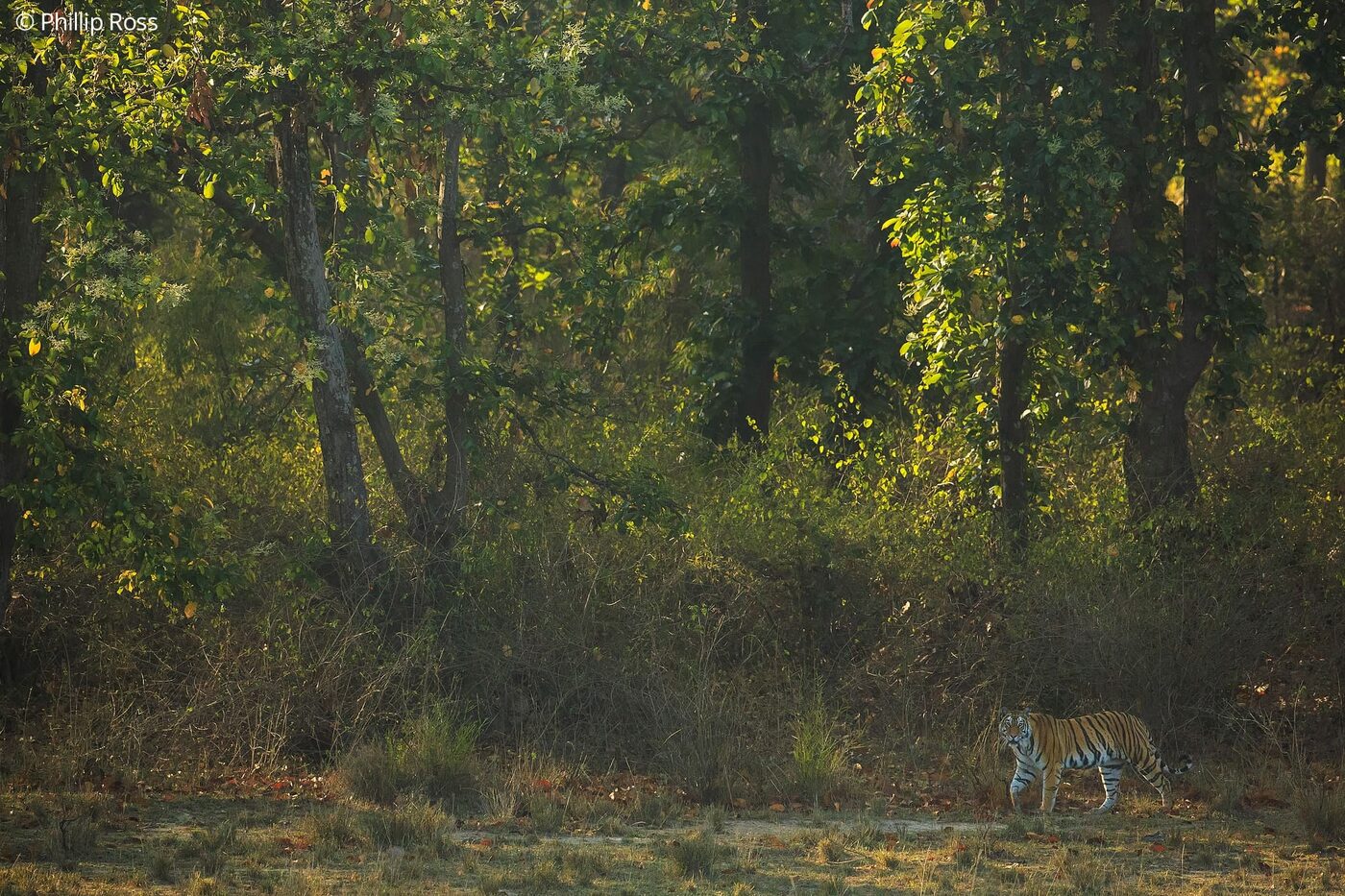A tiger (Panthera tigris) at the edge of the forest in Bandhavgarh