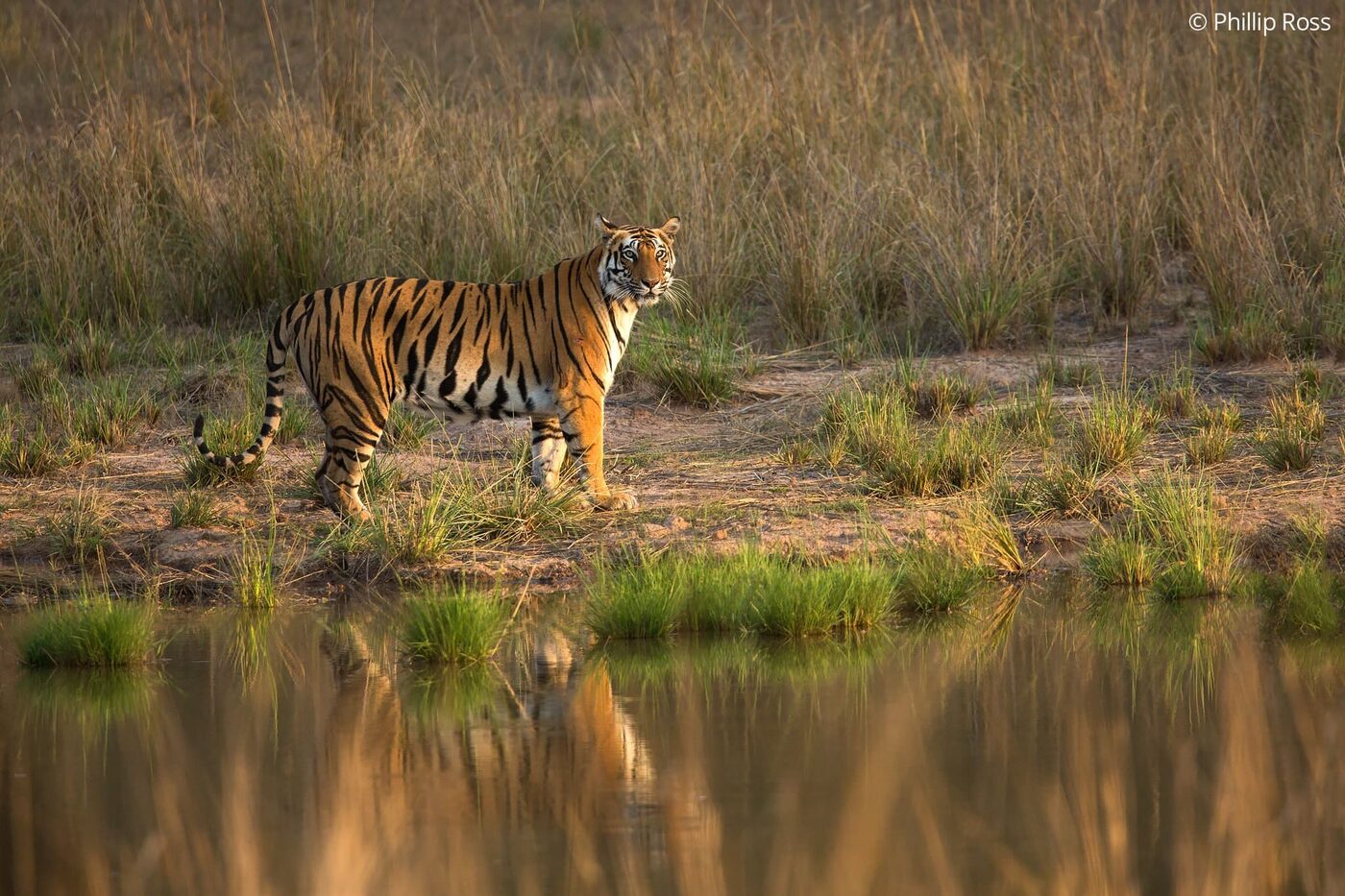 A tiger (Panthera tigris) standing at the edge of a waterhole in Bandhavgarh