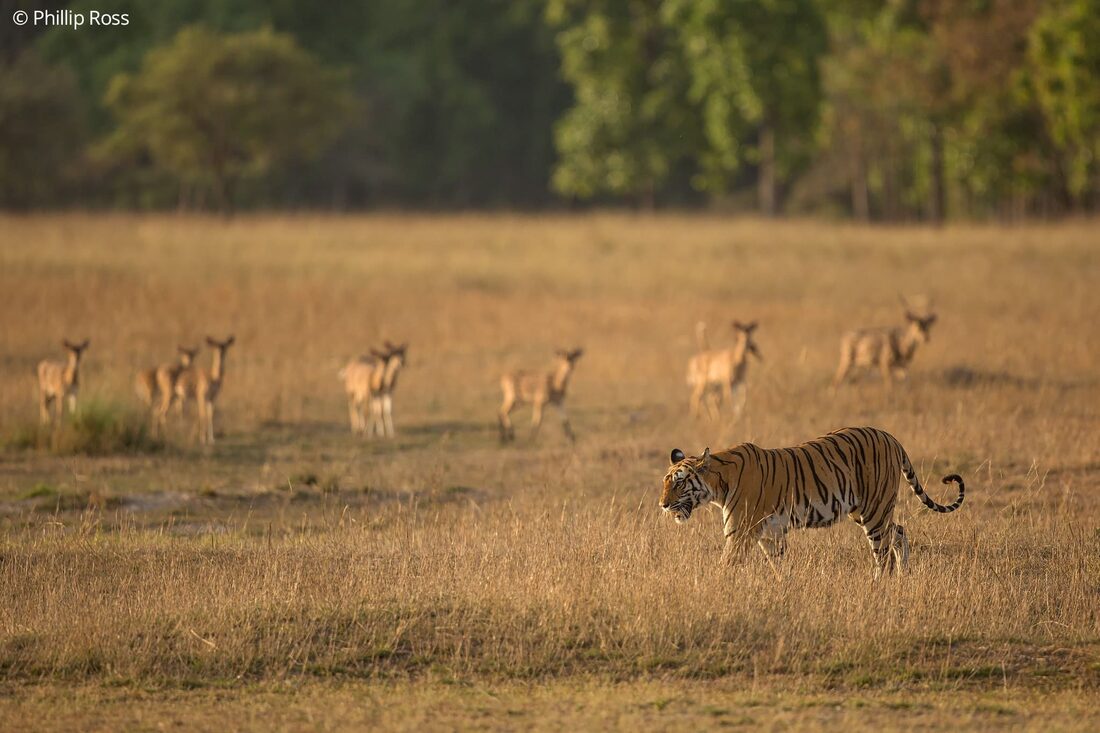 A tiger (Panthera tigris) walking through a meadow past a herd of spotted deer (Axis axis) in Bandhavgarh