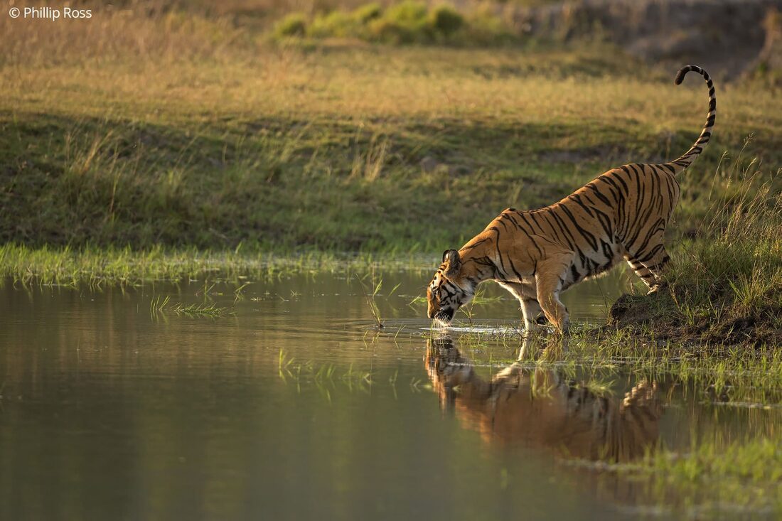 A tiger (Panthera tigris) drinking at the water's edge in Bandhavgarh