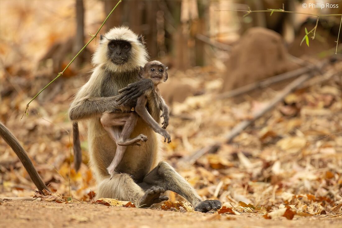 A grey langur (Semnopithecus entellus) holding her baby on the forest floor in Bandhavgarh