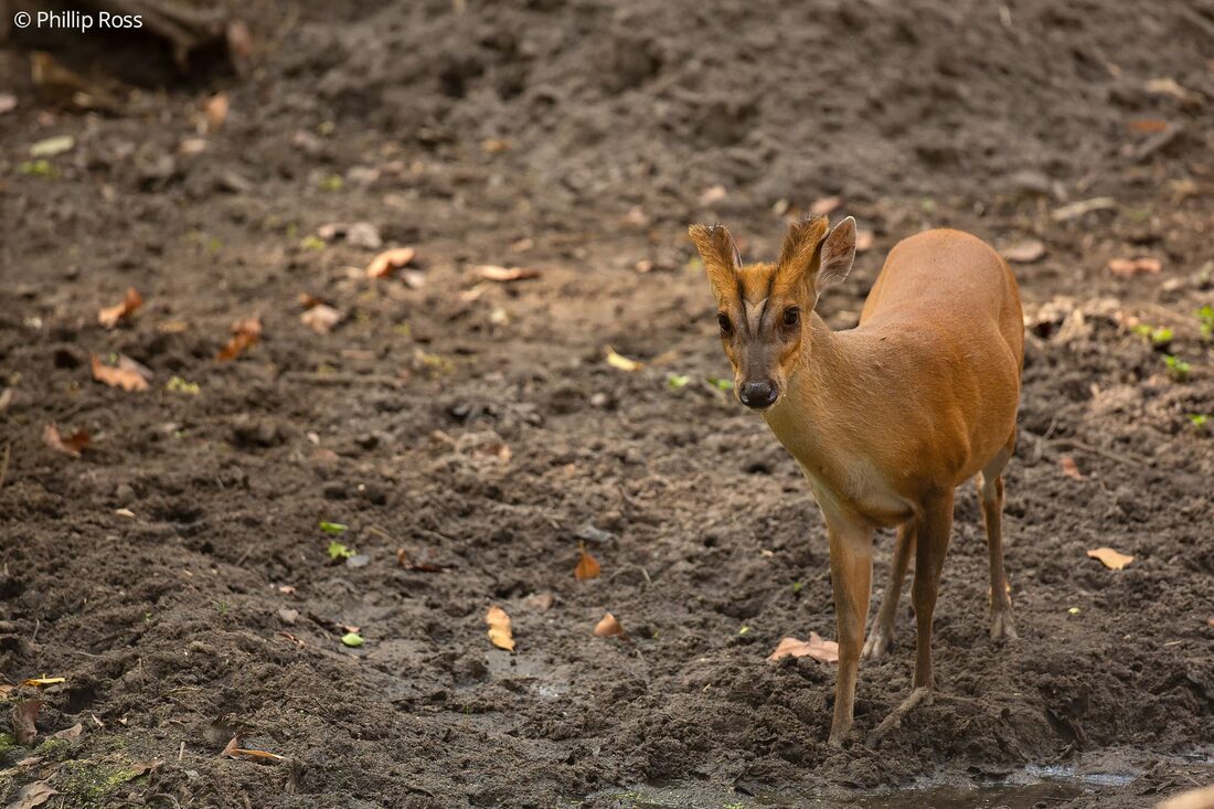 A barking deer (Muntiacus vaginalis) on bare earth in Bandhavgarh