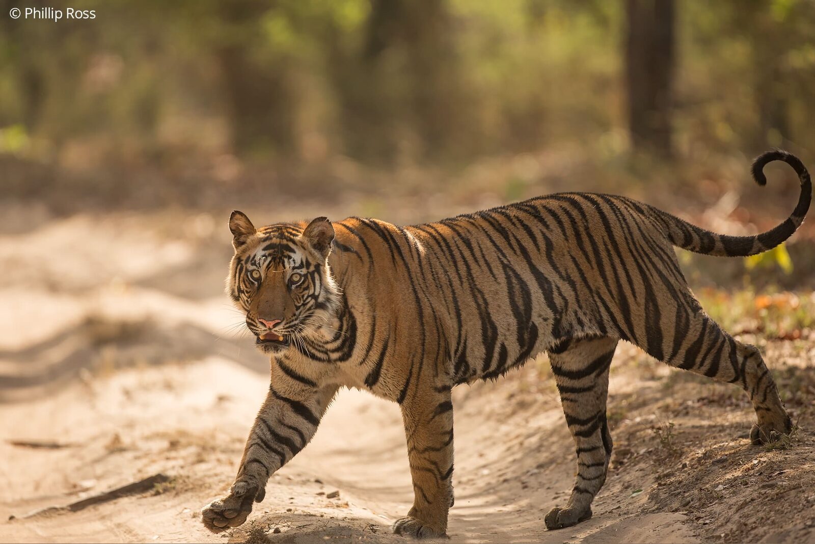 A tiger (Panthera tigris) in Bandhavgarh Tiger Reserve in winter