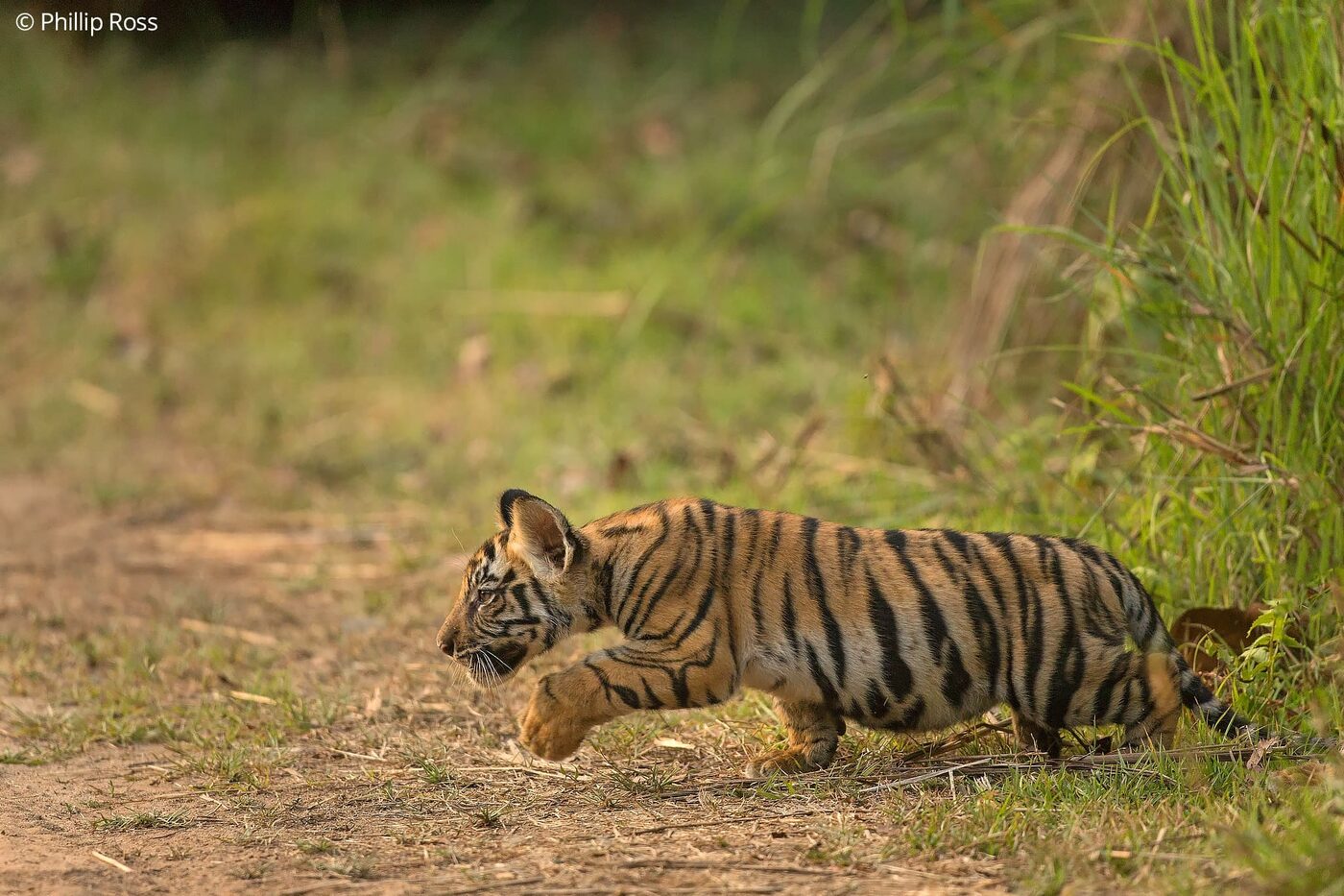 A young tiger cub creeping along a forest track in Bandhavgarh