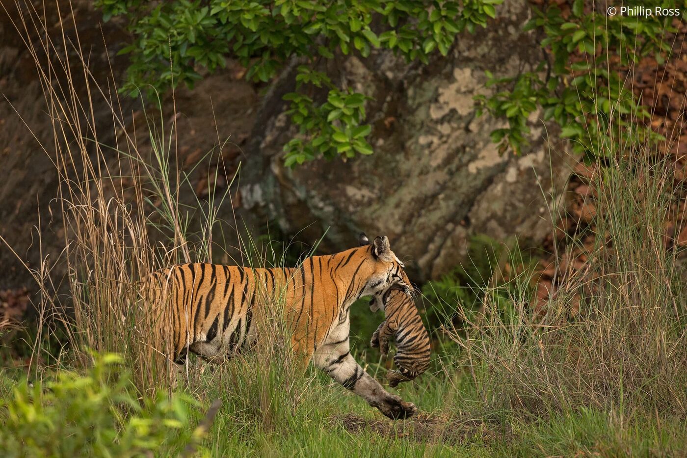 A tigress (Panthera tigris) carrying her cub in her mouth past a rock in Bandhavgarh