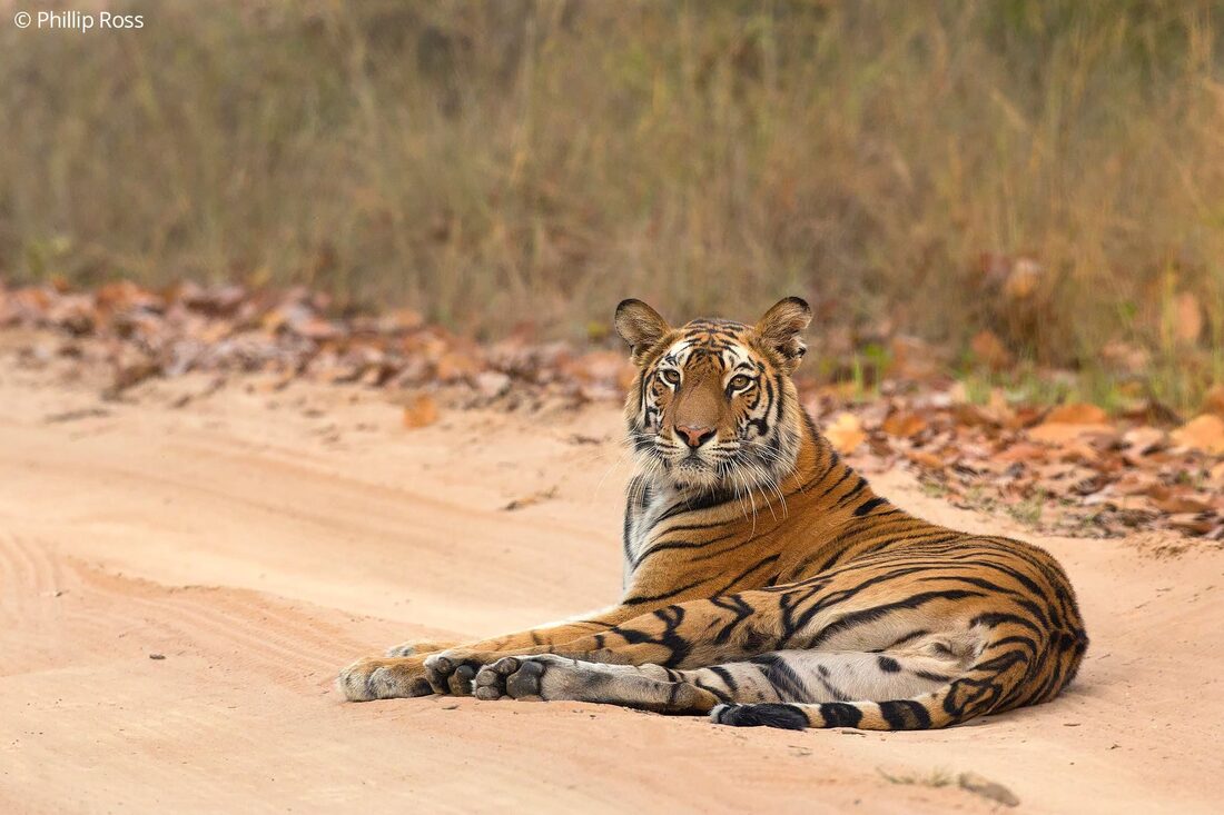 A tiger (Panthera tigris) lying on a sandy track in Bandhavgarh