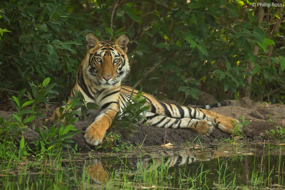 A tiger (Panthera tigris) lying beside water among green leaves in Bandhavgarh