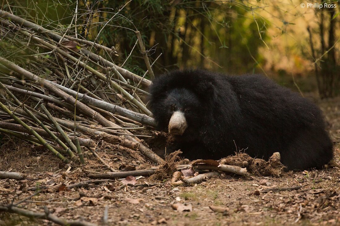 A sloth bear (Melursus ursinus) foraging beside a pile of bamboo in Bandhavgarh