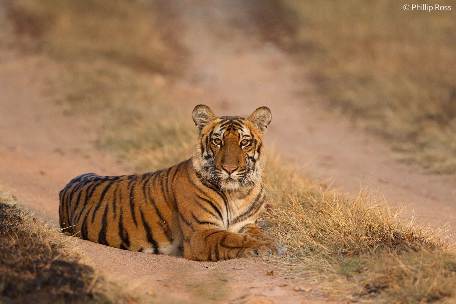 A tiger (Panthera tigris) in Bandipur Tiger Reserve