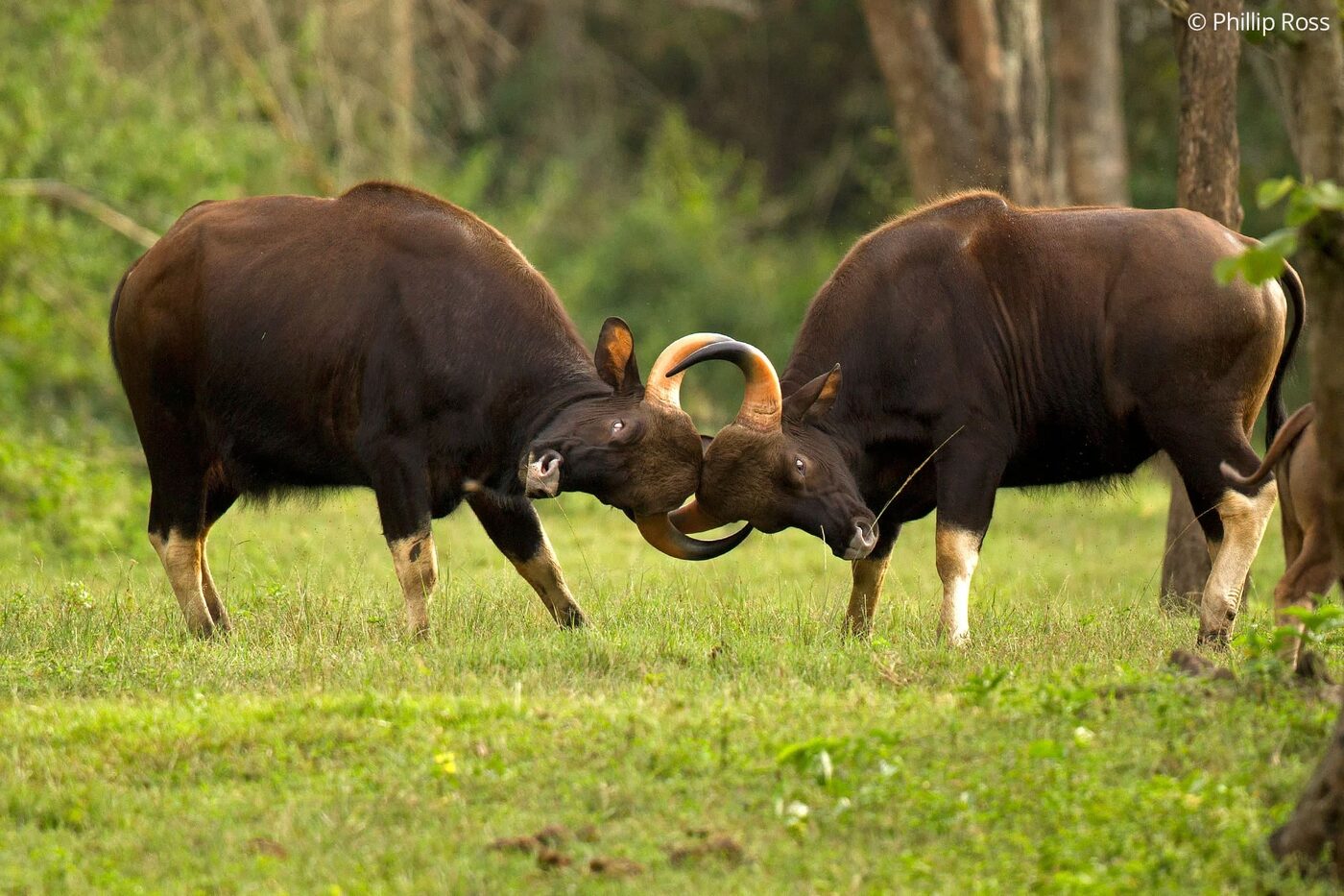 Two gaur (Bos gaurus) tussling in the grasslands of Bandipur