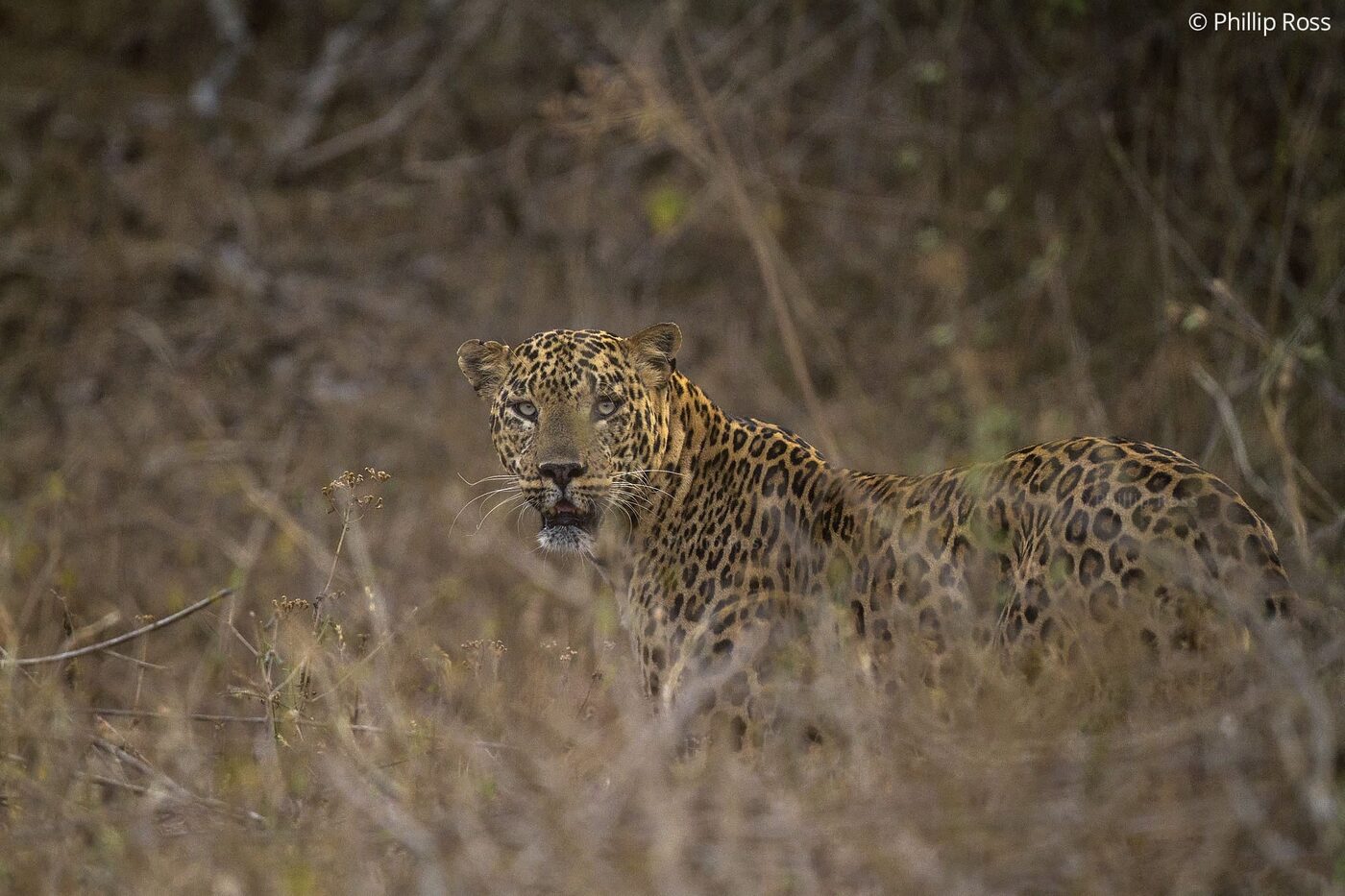 A leopard (Panthera pardus) camouflaged among Bandipur’s dry deciduous forest