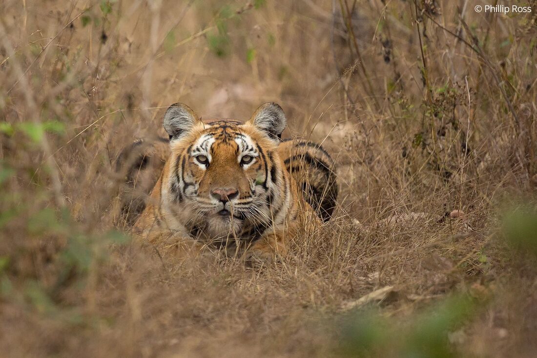 A tiger (Panthera tigris) in Bandipur Tiger Reserve